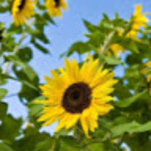 Meet your Posher, Kelley